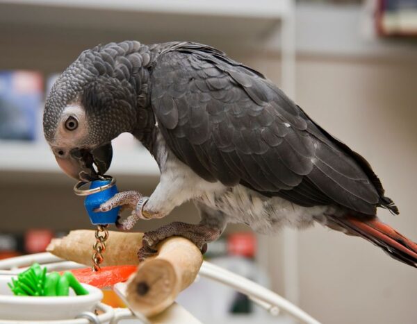 Presentamos a nuestro impresionante loro gris africano del Congo de 5 meses, ¡una encantadora incorporación a cualquier hogar!