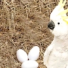 Huevos de loro cacatúa