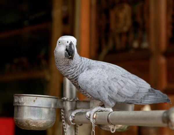 Tenemos un hermoso loro gris africano bebé a