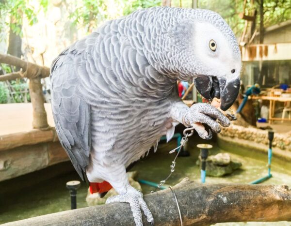 Tenemos un hermoso loro gris africano bebé a