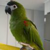 Tenemos un guacamayo bebé vibrante y juguetón a la venta, listo para traer color y alegría a su hogar. Con solo unos meses de edad, este joven loro está lleno de energía y curiosidad, lo que lo convierte en un compañero maravilloso