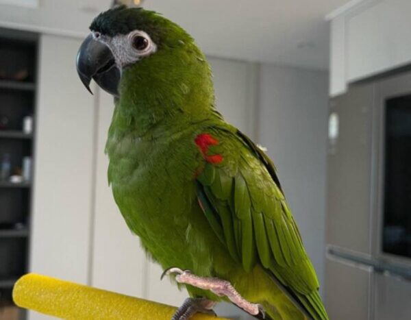 Tenemos un guacamayo bebé vibrante y juguetón a la venta, listo para traer color y alegría a su hogar. Con solo unos meses de edad, este joven loro está lleno de energía y curiosidad, lo que lo convierte en un compañero maravilloso