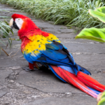 Guacamayo escarlata en venta