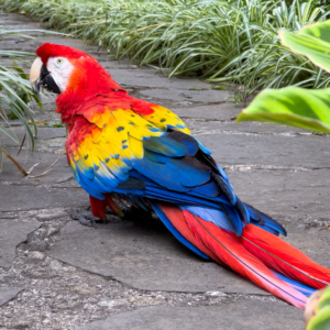 Guacamayo escarlata en venta