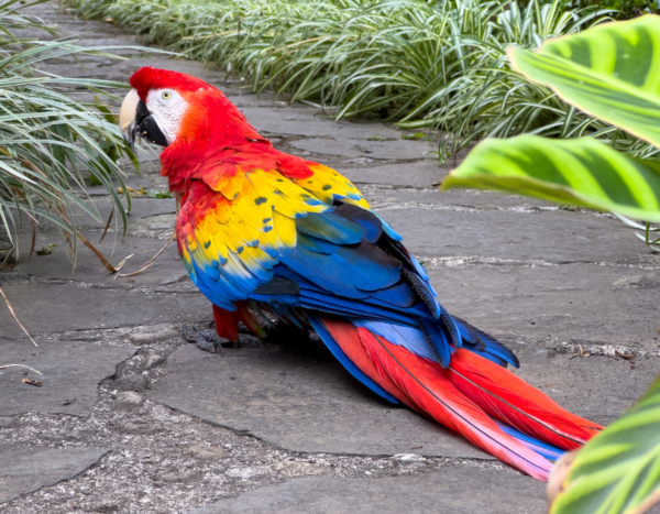 Guacamayo escarlata en venta