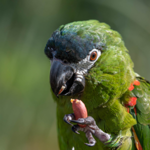 Loro guacamayo de Hahn