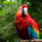 Loros guacamayos en venta