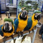 Loro guacamayo azul y dorado
