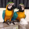 Loro guacamayo azul y dorado
