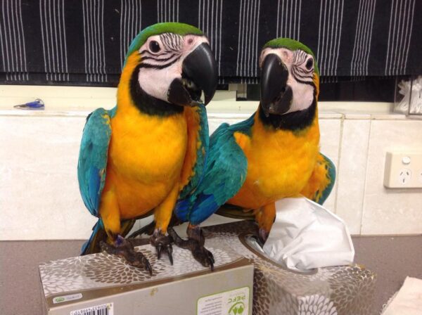 Loro guacamayo azul y dorado