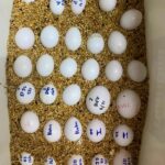 Huevos de guacamayo bufón mutante a la venta