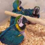 Guacamayo bebé en venta
