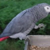 3 month old male African grey parrot for sale