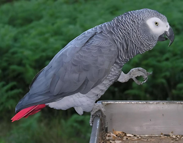 3 month old male African grey parrot for sale