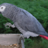 3 month old male African grey parrot for sale