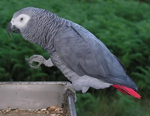 3 month old male African grey parrot for sale