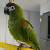 Guacamayo bebé en venta