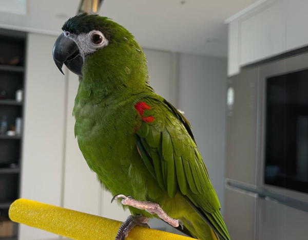 Guacamayo bebé en venta