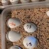 Huevos del loro gris africano del Congo